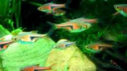 Video ~ The Green Hills of Asia ~ Teil 3 von ehemaliger User (ed8RdX5XxzQ)