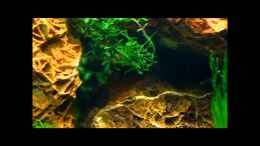 Video The stony leaves of Asia von ehemaliger User (eepMxqVEsmk)