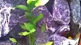 Video Malawi von Mr_Malawi (ejPyntXHgDA)