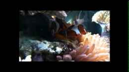 Video Amphiprion ocellaris - Falscher Clown - Anemonenfisch von Holger Höhn (eq0Sl1IYgfE)