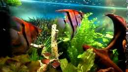 Video ein Stück Amazonas von S04Peter (esZw4NqnzLc)