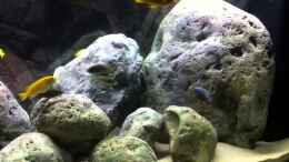 Video Malawi Becken von Hörnchen (f-4HFMEOtN4)