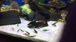 Video Fisch Fütterung von .Andreas. (f0pTusWxj1k)