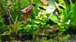 Video Die bunte Gesellschaft von SiggiPl (f76hpGmkGHI)