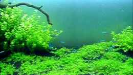 Video AQuascaping von .uschi (f8xdPufskb0)