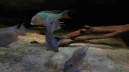 Video South American biotop von ehemaliger User (fAiXFYQKH6A)