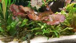 Video Einblicke aus Dez. 2019 von Frank Krüger (fBdk5s74f_E)