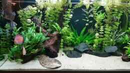 Video 450 L Südamerika Gesellschaftsbecken von Hoffi (fJWnMCmrNfM)