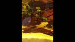 Video Nachwuchs2 von SvenDerGroße (fSrnn-LNcvs)