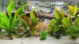 Video kleines Video vom meinem Aqaurium von Woidma (fUrvjKO5MSQ)