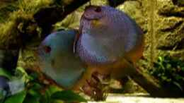 Video Diskus beim laichen von The_Lizardking (fX1lG849Wdk)