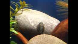 Video von bergfrau (fataUf75YOA)