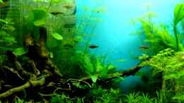 Video Balzen und Revierverteidigung von axolotl (fcSKFTM7Zqw)