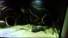 Video altum Biotop von Der Fischer (fcg489tuciM)