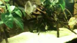 Video H.Temporalis mit Nachwuchs von weyrobing (fddCXpXvznA)