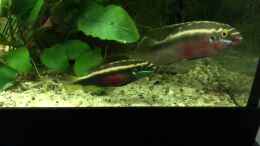 Video Pelvicachromis sacrimontis RED Family von Helga Kury (fdrNi3g-7OU)