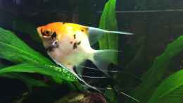 Video Scalare beim laichen von Ragner (fggkOdZJpDo)