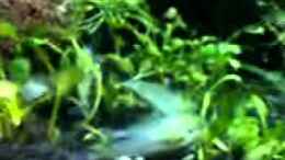 Video WP Paarung von Tigerbit (fs6IlN9fWh4)