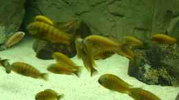 Video Video von Einrichtungsbeispiele.de von ehemaliger User (fsawnE8kYPc)