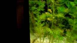 Video Gesellschaftsbecken von Joel-Angus (ftgiIcT3qik)