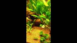 Video Fütterung ;) von matthiasm (fuCsk9lyxfc)