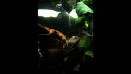 Video Beckenverlauf von Alexander Deepocean (g0CMbNHfjOg)