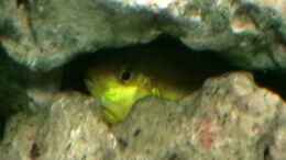 Video Malawi von MF80 (g3zZlih5B7M)