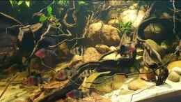 Video Purpurkopfbarben im biotop  von Aqua fan (g9pfhafkiBY)