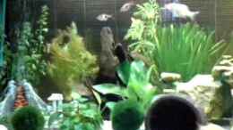 Video Da is Leben im Becken von Denny Tröbs (gEygNeDZtFY)