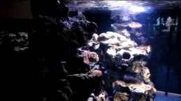 Video Malawibecken Update nach 10 Monaten von ehemaliger User (gFRMdM1fMtc)