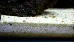 Video Getümmel im Hawaianner Becken von Acki50 (gFyUYfnNafg)