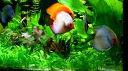 Video Diskus von Thomas Brandt (gHgXAhC-yzo)