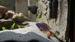 Video Barschen Paarung von ehemaliger User (gi-vNCRzFvw)