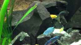 Video Mein Malawi von ehemaliger User (givcf4mvQdw)