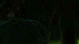 Video Diskus & kleine Skalare von Laura (gjMTCwFj9nM)