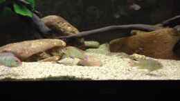 Video Erster Balzversuch der Red Heads von Thomas S-H (gujVGCjMpm8)