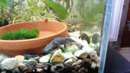 Video feuerbauchmolche 1 von Ceylon (gzslWsRvn9g)