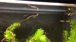 Video Stichlinge aus dem "kleinen Gartenbiotop" im Winterquartier von herkla (h-JuZjZMNtc)