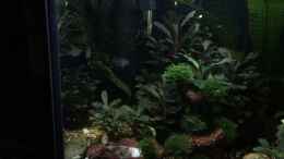 Video zwei der 5 Chanda ranga trauen sich aus der Deckung von herkla (h6DvNBzPCYA)