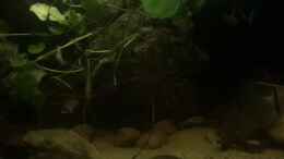 Video Im Dschungel  von der Steirer (hCojsSsmnR0)