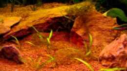 Video Aquarium von Die Juli (hCpmfHN3YdE)