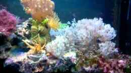 Video Rio300 Meerwasseraquarium von ehemaliger User (hKc1n2FrtZM)