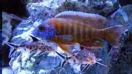 Video My Malawi-Tank von flightsim (hS4NqNwG97k)