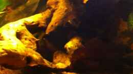 Video Fütterung Corydoras Sterbai von matthiasm (hbYcyCmgzn8)