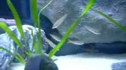 Video meine Tangas II von Chris_R. (huFlLW-oDV4)