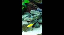 Video Labidochromis Yellow und Mbamba von Malawi Zürich (hz7BvLsS-ww)