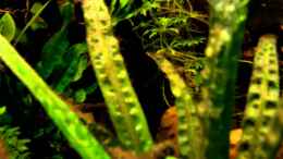 Video Mit der Action Cam ins Becken, und gefilmt von Florian Bandhauer (i-uNN24Vo80)