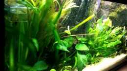 Video pure nature - amazonas von MarSchel (i6N7RF-5Ncg)