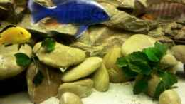 Video Malawi Tank 540L von Thomas Fricke (iBq3e7P7ayE)