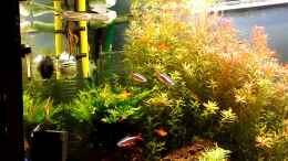 Video Gesellschaftsbecken von Dario (iCsl8uWAM2Y)